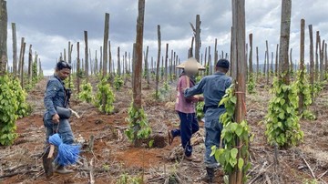 Kemenhut Bongkar Jual Beli Lahan Hutan Lindung di Sulsel, Tiga Orang Ditangkap
