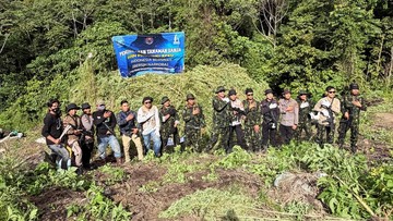 BNN Hancurkan 12 Hektare Ladang Ganja di Aceh, 30 Ribu Batang Pohon