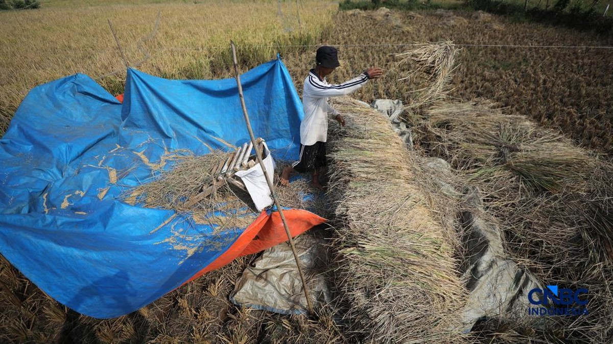 Sawah Kering Retak, Petani Menangis Terpaksa Panen Lebih Awal