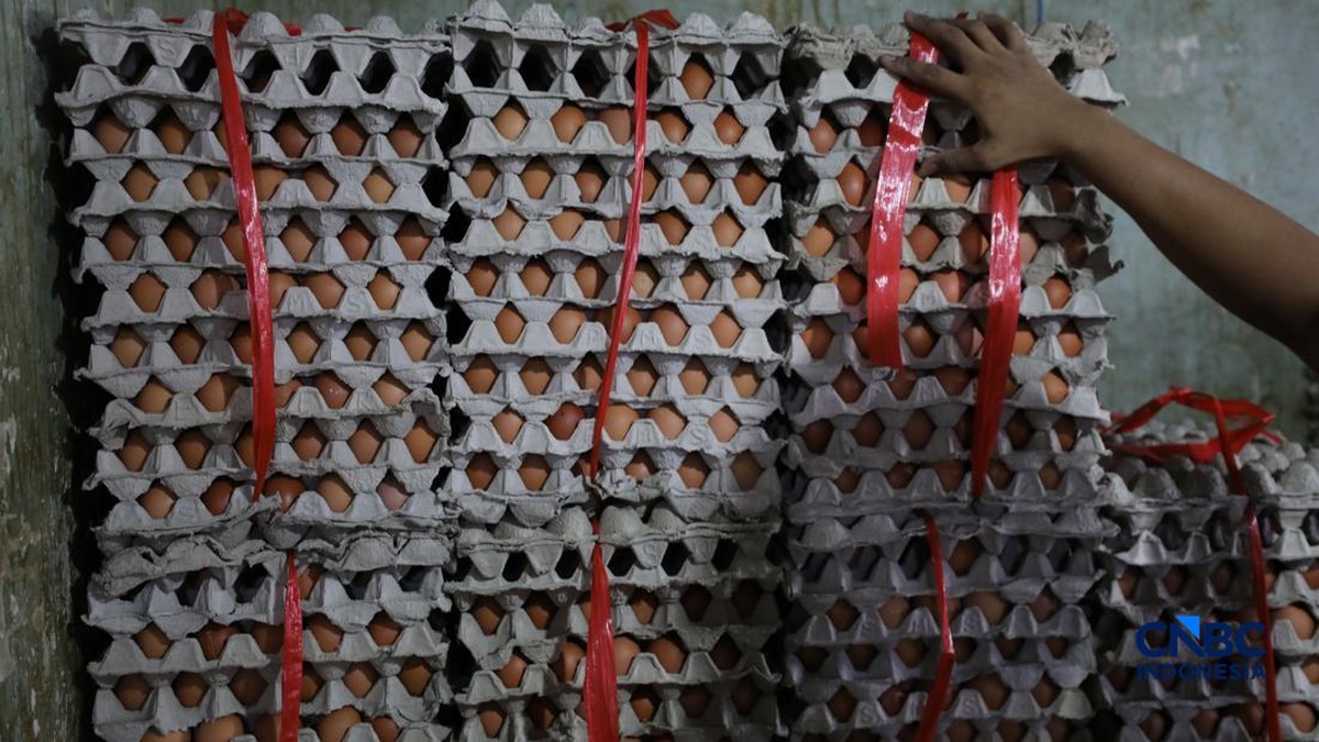 Pemerintah Tambah 150 Ribu Ton Jagung SPHP untuk Stabilkan Harga Pakan