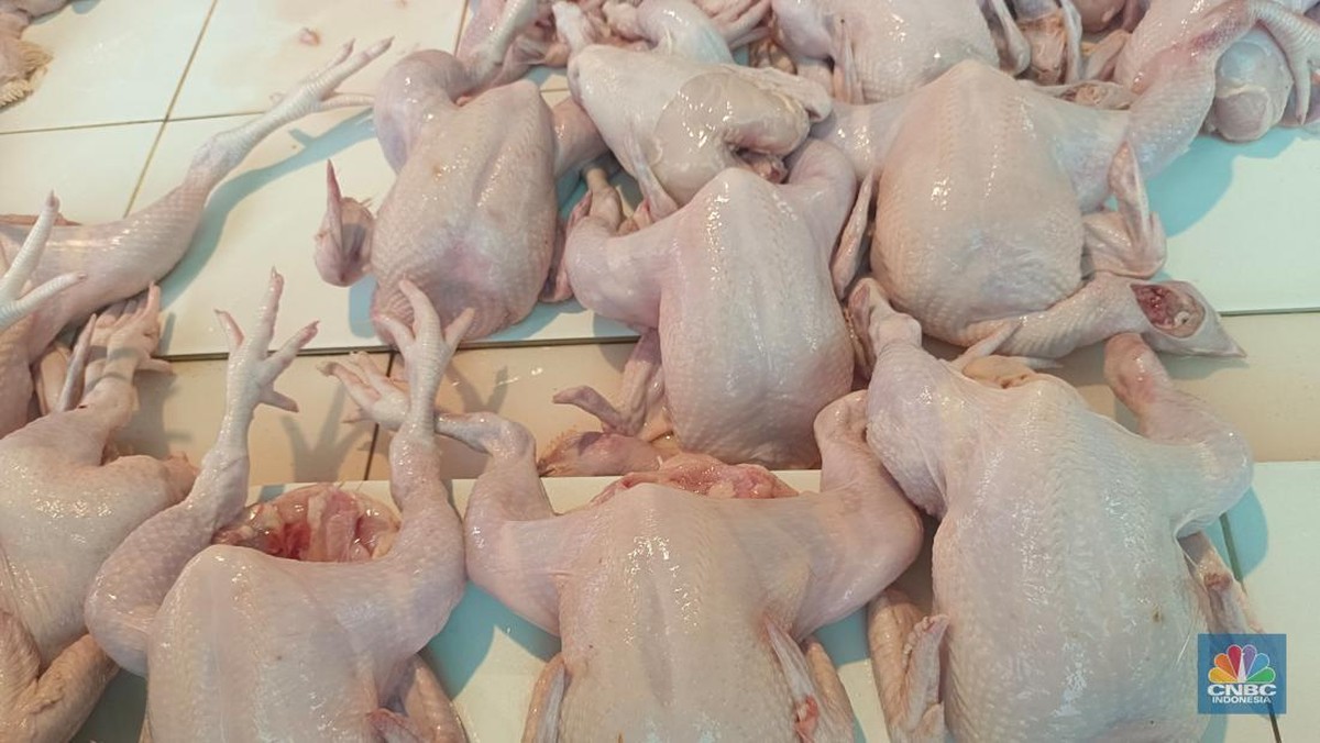 Harga Ayam Melonjak di 188 Daerah, Sentuh Rp100 Ribu per Kg