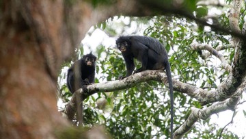 Likweli, Monyet Baru Kongo dengan Bibir Oranye dan Suara Babi