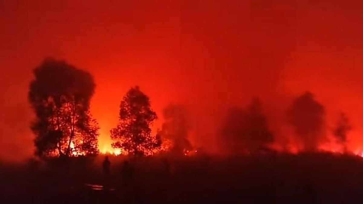 Kebakaran Landa Taman Nasional Way Kambas, Tim Gabungan Masih Padamkan Api