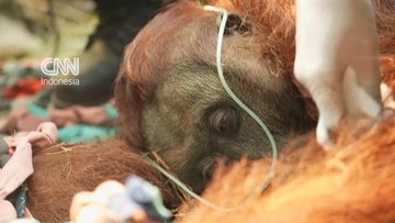Orangutan Sampurna Dievakuasi dalam Kondisi Lemah Akibat Kebakaran Hutan di Kalbar
