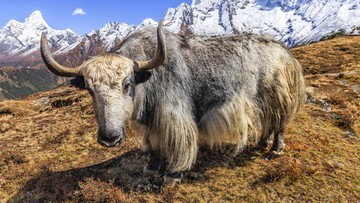 Jejak Misterius di Dataran Tinggi: China Sukses Kloning Yak Tibet