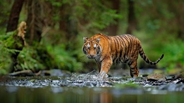 Viral Aksi Buka Jendela Mobil Saat Harimau Mendekat di Safari Bogor