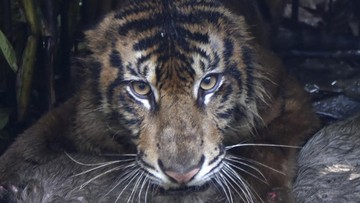 Karhutla Hanguskan 10 Hektare Habitat Harimau Sumatra di Suaka Margasatwa Kerumutan