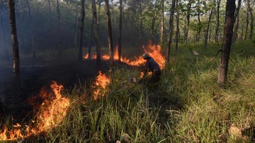 Tim Gabungan Berhasil Padamkan Kebakaran 30 Hektare di Gunung Rinjani