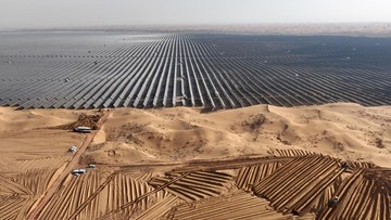 Ekspansi Panel Surya China Mengancam Keanekaragaman Burung
