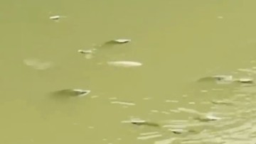 Fenomena Ikan Mabuk di Cisadane, DLH Jelaskan Penyebabnya