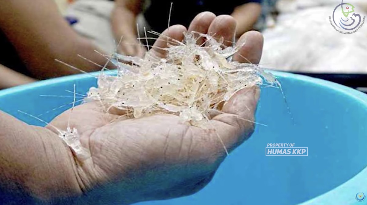 Harga Benih Lobster RI Rp 8.000, Vietnam Bayar Rp 100.000 per Ekor
