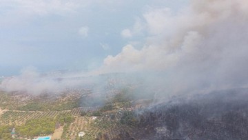 Kucing Diduga Digunakan untuk Sulut Kebakaran Hutan di Italia
