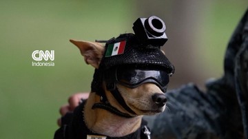 Chihuahua Kecil Berperan Besar di Garda Nasional Meksiko