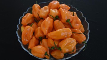 Wabah Salmonella di AS: 345 Warga Diare Akibat Jalapeno Meksiko