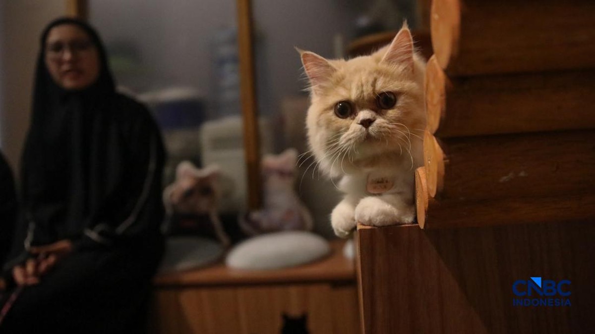 Studi Global Ungkap Memelihara Kucing Tingkatkan Kebahagiaan Hidup