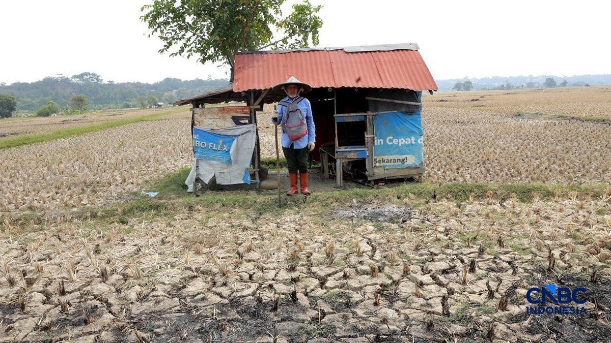 Kekeringan Jonggol Mengancam Panen dan Penghidupan Petani