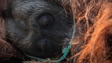 Detik-detik Penyelamatan Orangutan Sampurna dari Asap Karhutla Kalbar