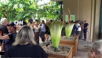 Kebun Raya Huntington Dipadati Massa Demi Saksikan Dua Bunga Bangkai Mekar Serentak