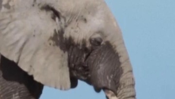 15 Gajah Mati di Kenya, Teknologi Diminta Cegah Tragedi Berulang
