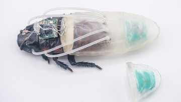 Kecoak Cyborg Selam 3 Jam: Robot Penyelamat Bencana