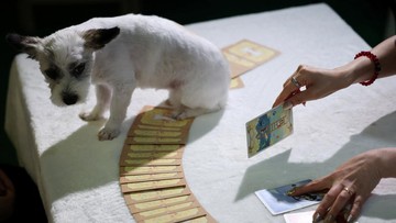 Ramalan Tarot Hewan Peliharaan Laris di Korsel, Ini Dampaknya