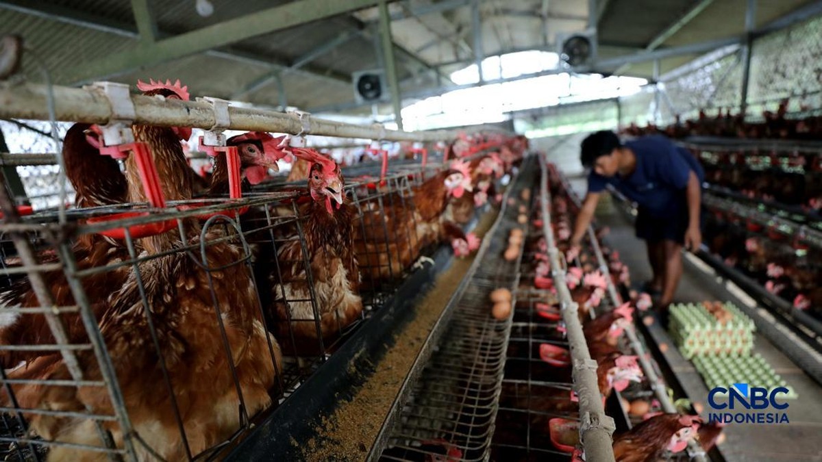 BUMDes Bogor Produksi 950 Telur Sehari, Model Baru Ekonomi Desa