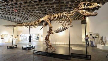 Fosil T-Rex 'Gus' Laku Rp900 Miliar, Rekor Tertinggi Sepanjang Masa