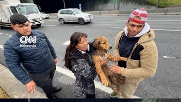 AI Deteksi Dini Banjir Selamatkan Anjing di Sungai Chile