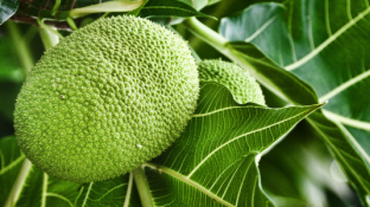 Sukun, Superfood Asli Indonesia yang Bisa Selamatkan Dunia
