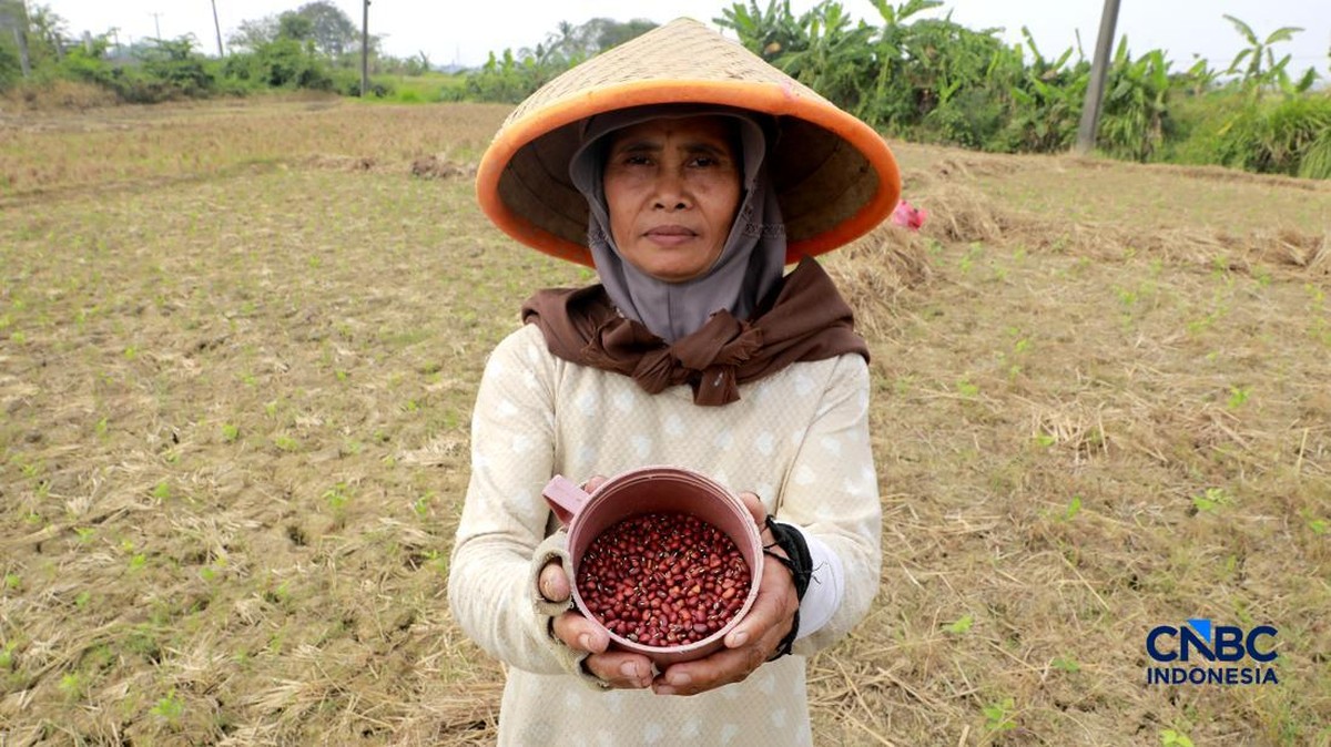 Kekeringan Paksa Petani Jonggol Tinggalkan Padi, Beralih ke Kacang Merah