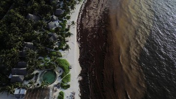 Rumput Laut Raksasa Ancam Wisata Karibia Meksiko