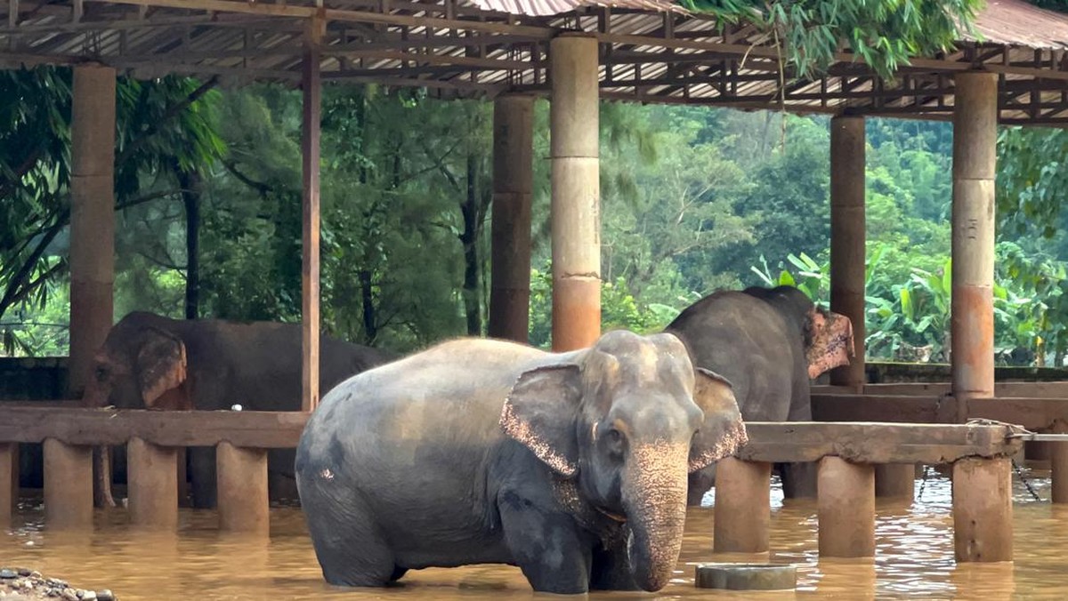 Kematian Gajah di Kruger Ubah Tanah Jadi Subur dan Tarik Satwa