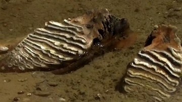 Mammoth Purba Muncul dari Sungai Danube: Apa Artinya bagi Sains?