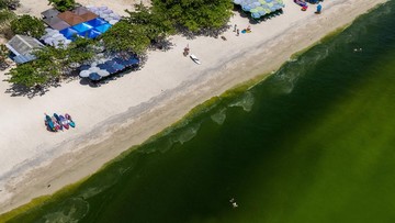 Ledakan Plankton Hijaukan Laut Thailand, Peringatan Ekosistem Pesisir