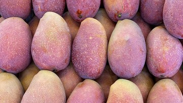 Mangga Taiwan Tembus Pasar Eropa, Dilarang China