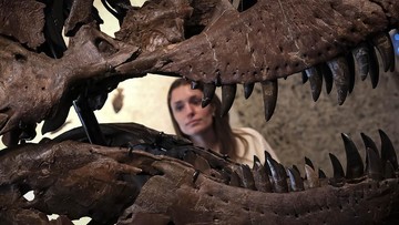 Rekor Dunia Lelang Fosil T-Rex Gus Tembus Rp900 Miliar