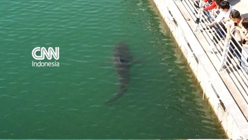 Misteri Hiu Terdampar Dua Minggu di Kanal Busan