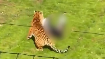 Tragedi Kandang Harimau: Alarm Baru Standar Keselamatan Kebun Binatang