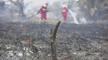 Tepung Singkong Jadi Senjata Baru Pemadam Kebakaran Hutan
