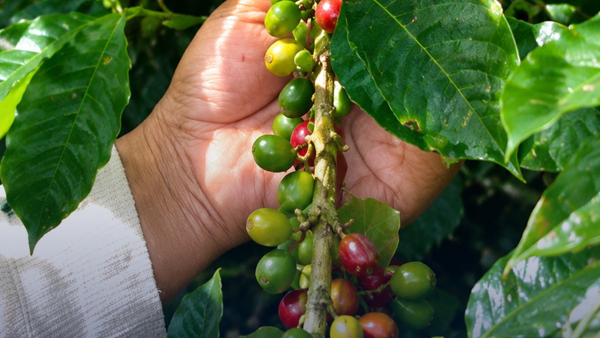 Kopi Indonesia Laris di Dunia, Tapi Kalah Produktif dari Vietnam