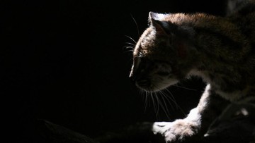 Ilmuwan Temukan Spesies Kucing Baru di Hutan Awan Bolivia
