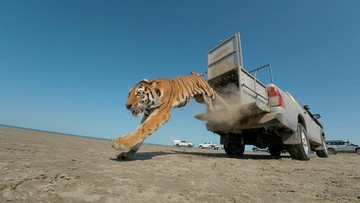 Kazakhstan Pulangkan Harimau ke Alam Liar demi Ekosistem