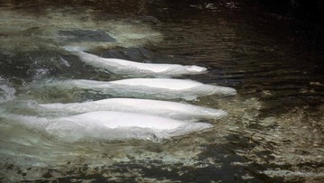 Paus Beluga Marineland Kanada Mulai Dipindahkan ke Akuarium AS