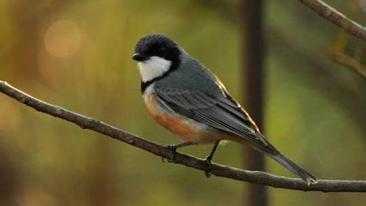 Pitohoi, Burung Beracun yang Menyimpan Racun dari Kumbang