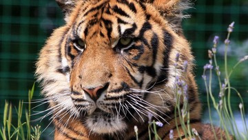 Tragedi Kandang Harimau Kebun Binatang Inggris Picu Investigasi Keselamatan