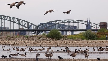 Sungai Rhine Surut: Ketika Jalur Industri Utama Eropa Mengering