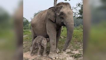 Kelahiran Bayi Gajah Sumatra: Harapan Baru Pemulihan Ekosistem Melalui Integrasi Teknologi