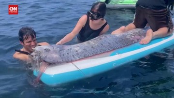 Ikan Oarfish di Lombok, Mitos Gempa vs Fakta Sains