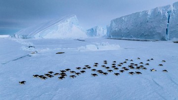 Krisis Iklim Ancam Koloni Penguin Terbesar di Dunia