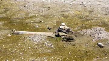 Fosil Mammoth Muncul di Bulgaria Akibat Sungai Danube Surut